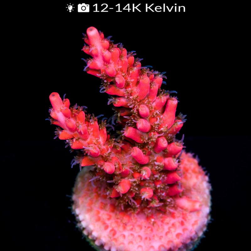 EC Wicked Orchid Acro - Image 2