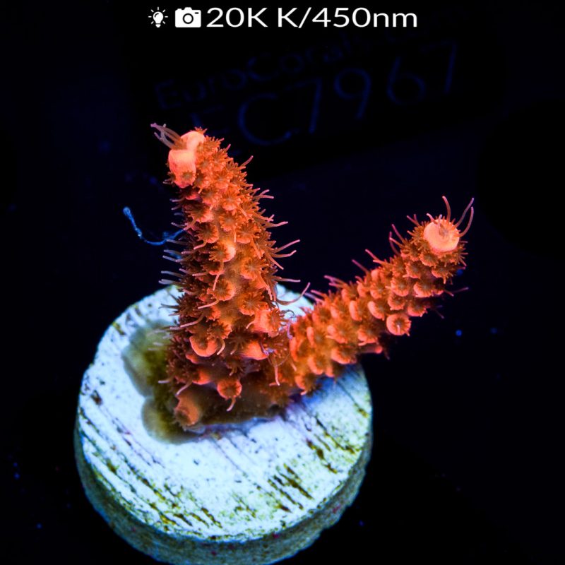 EC Orange Mille