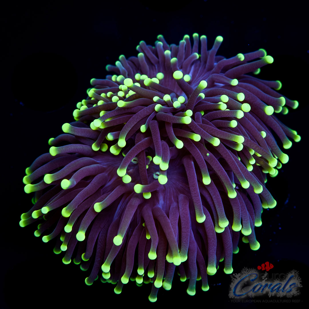 EC Black Galaxy Torch Euphyllia Glabrescens