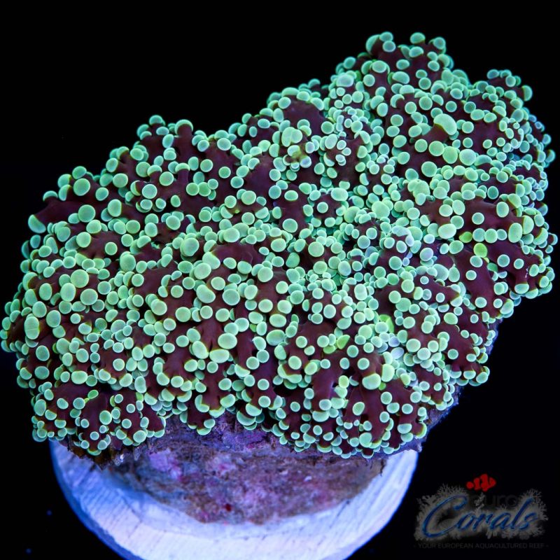 EC FrogSpawn Euphyllia Divisa XXL