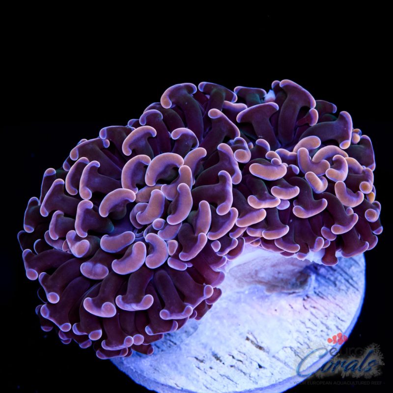 EC Orange Pink Hammer Euphyllia Ancora