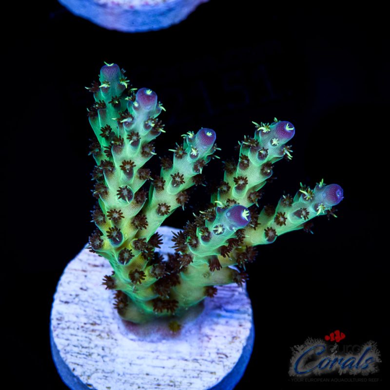 EC Rainbow Sour Twist Acro