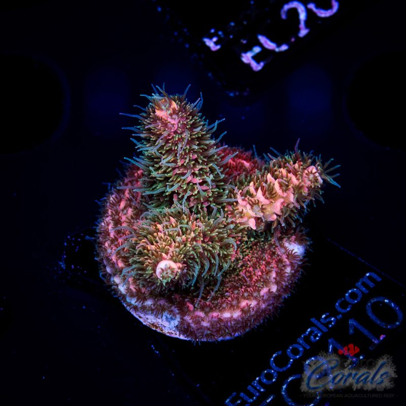 EC Rainbow Ding Dang Mille Acro