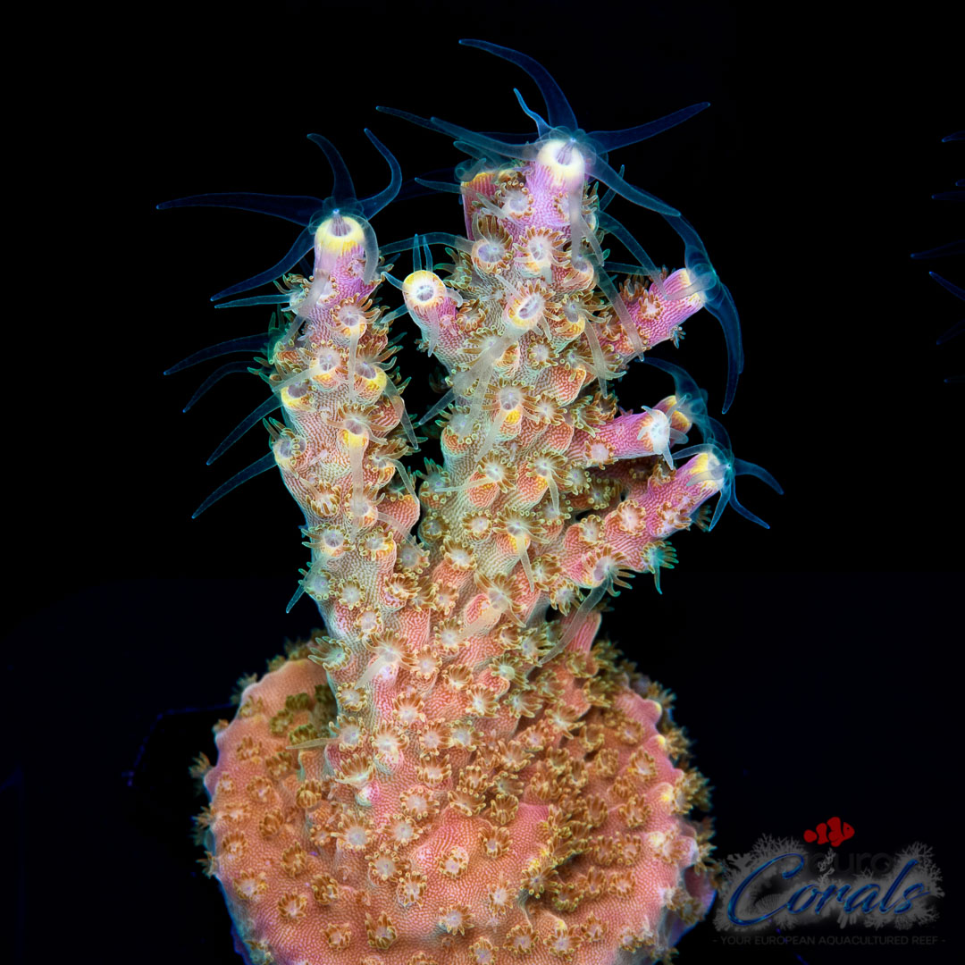 EC Bubble Bath Unicorn Acro Euro Corals