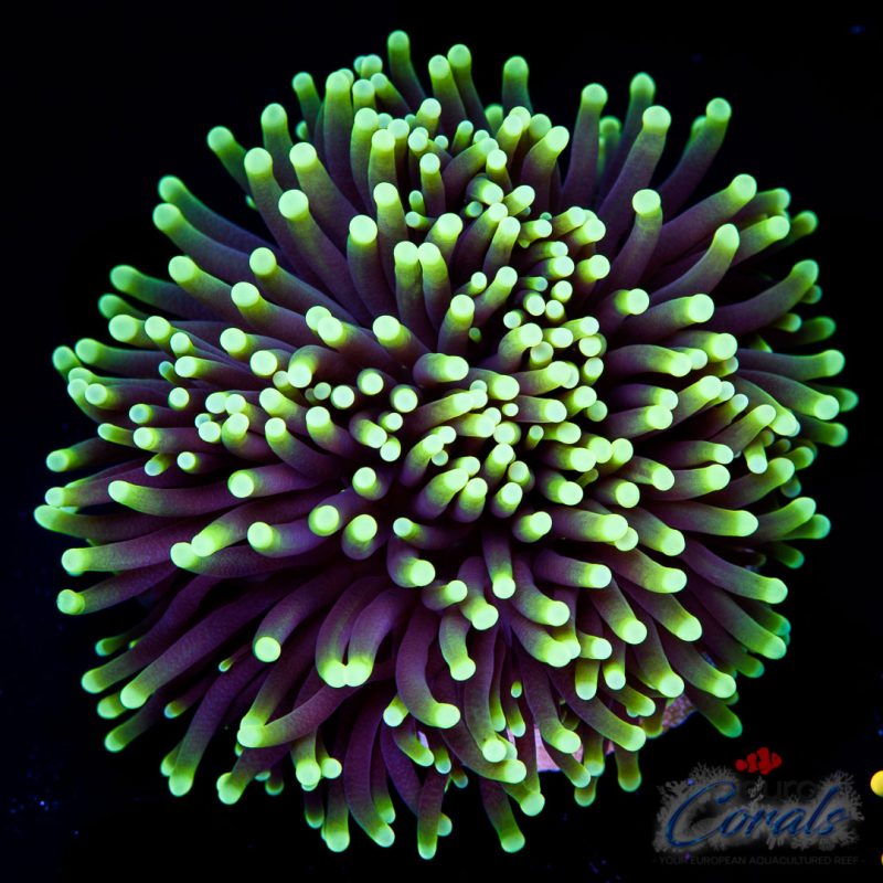EC Black Galaxy Torch Euphyllia Glabrescen