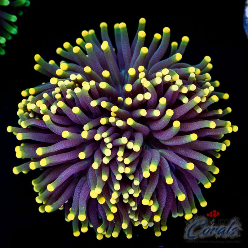 EC Rasta torch EXTREEM Euphyllia Glabrescens