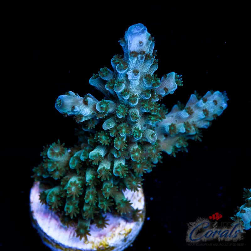 EC Snakehead Stag Acro