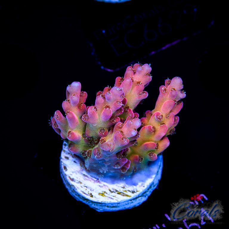EC JF Neophonia Acro - Euro Corals