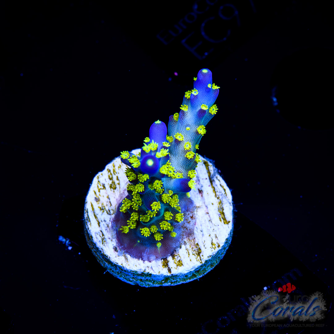 EC Blueberry Fields Acro Euro Corals