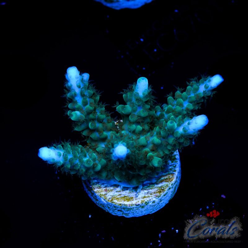 EC Snakehead Stag Acro