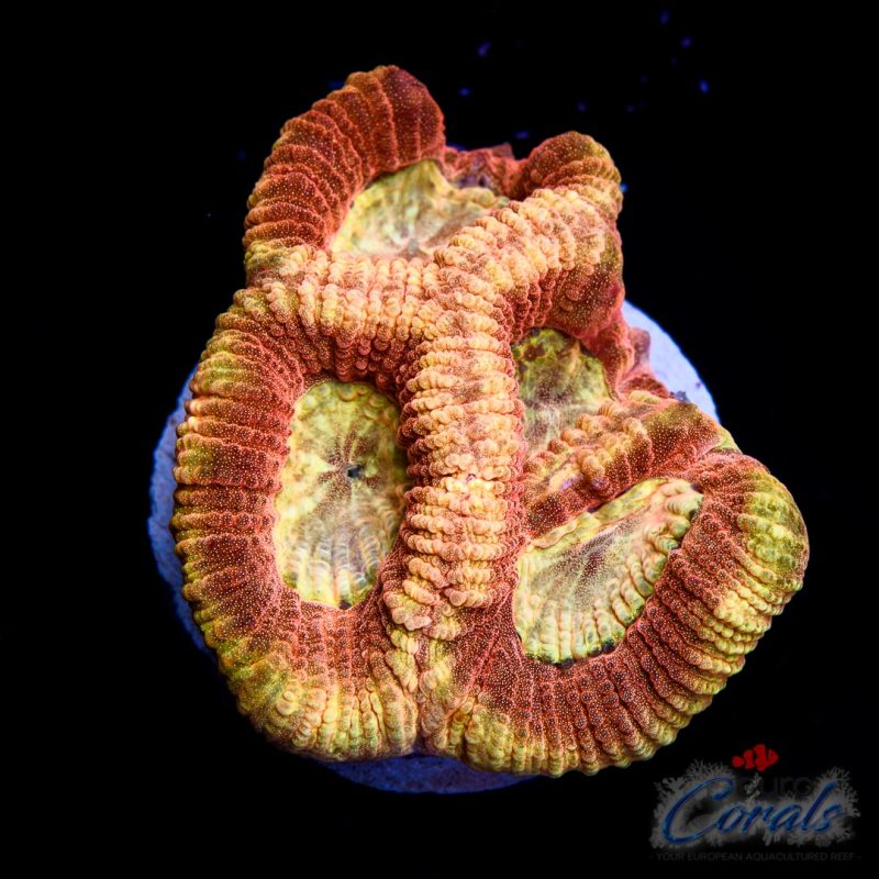 EC Golden dots/Orange Favia spp.