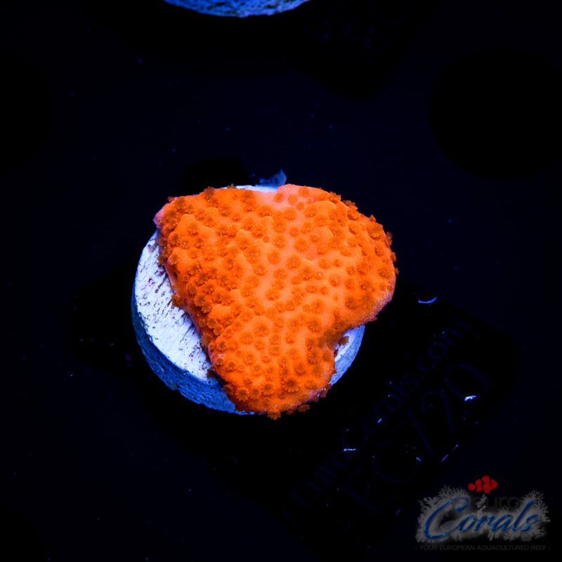 EC Orange Montipora Spp.