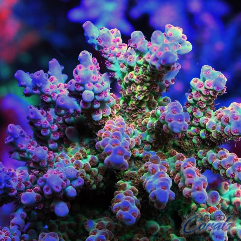 EC Rainbow´s Fury Acro