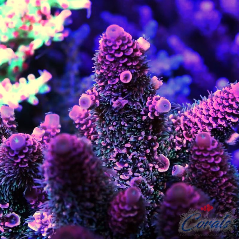 EC Rainbow Red Spathulata