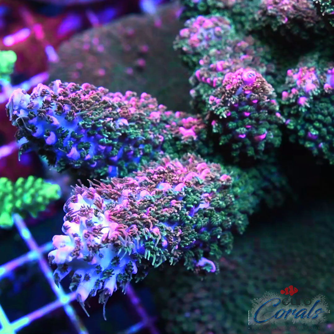 EC Bleeding Tree Abrotanoides Euro Corals