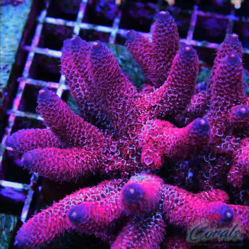 EC Rainbow Red Blue Tips Spathulata