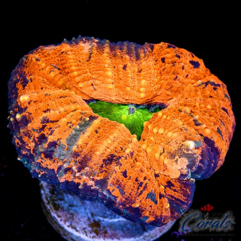 EC Rainbow Warpaint Orange Lobo Euro Corals