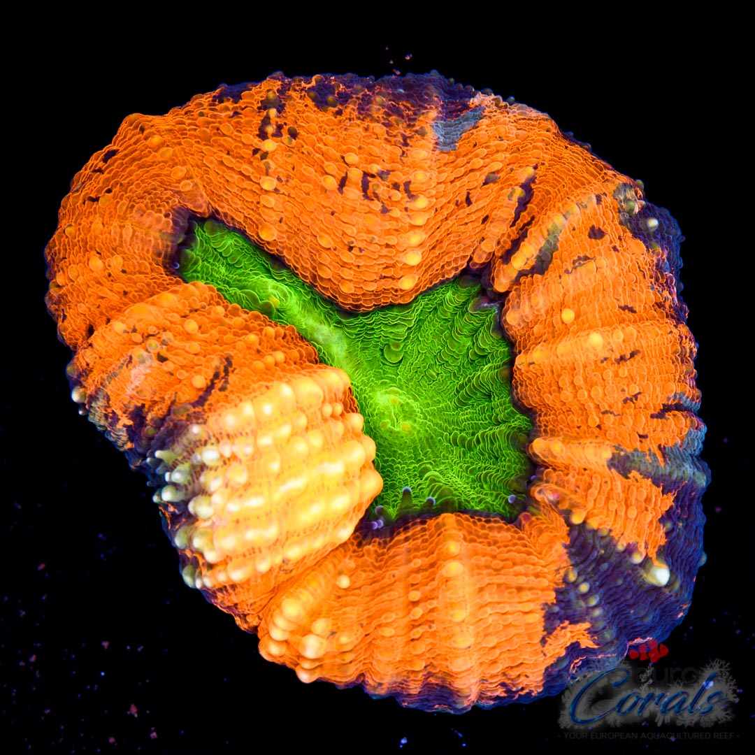 EC Rainbow Warpaint Orange Lobo Euro Corals