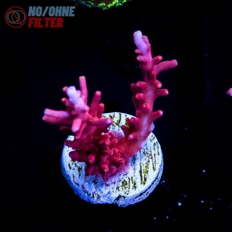 EC Red Dragon Acro