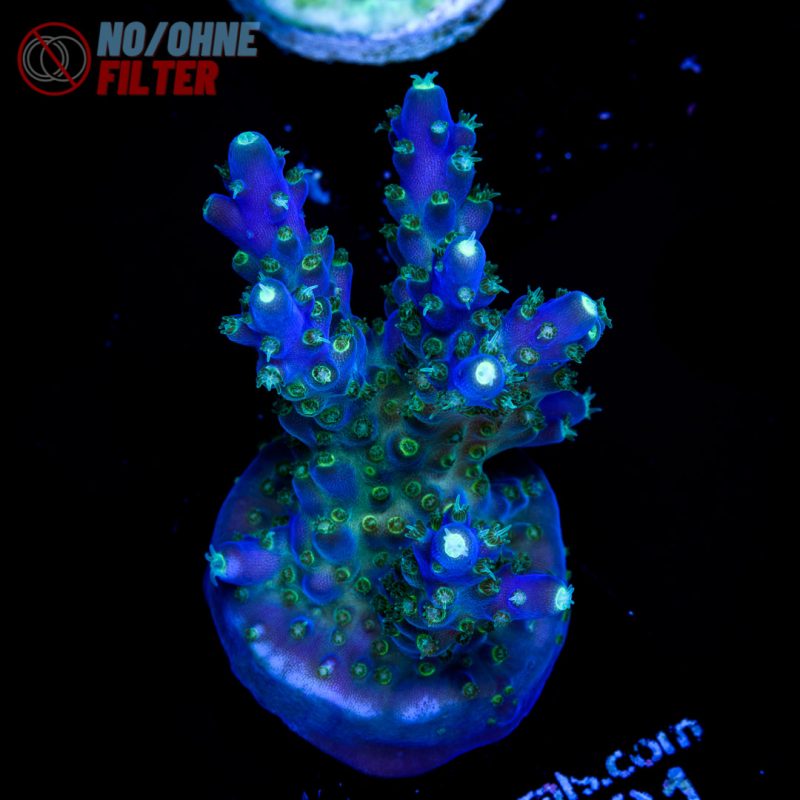 EC Nebula Super Blue Yellow Polyps Acro