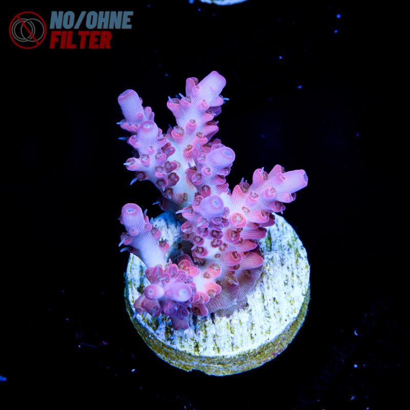 EC Hello Kitty Acro