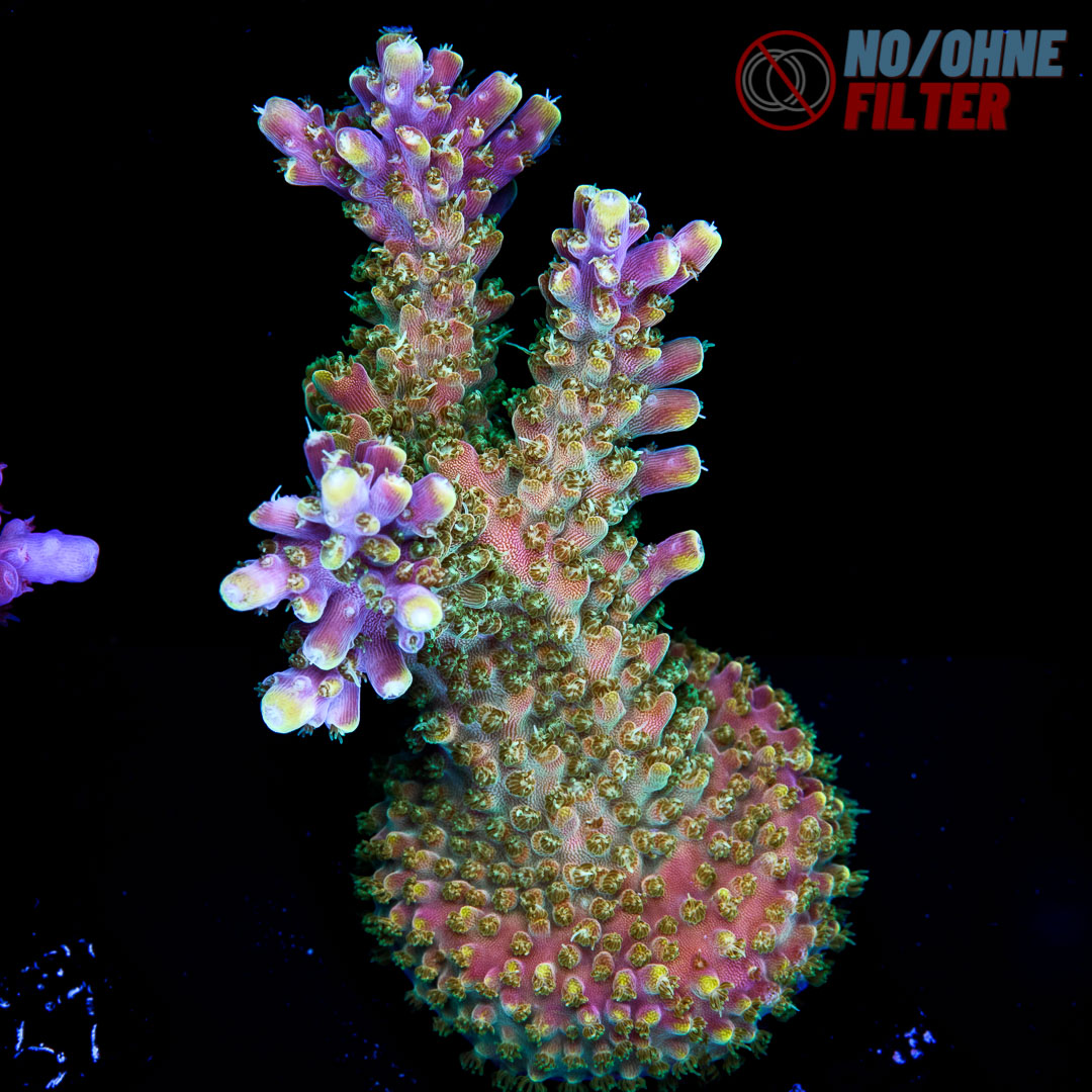 EC Bubble Bath Unicorn Acro Euro Corals