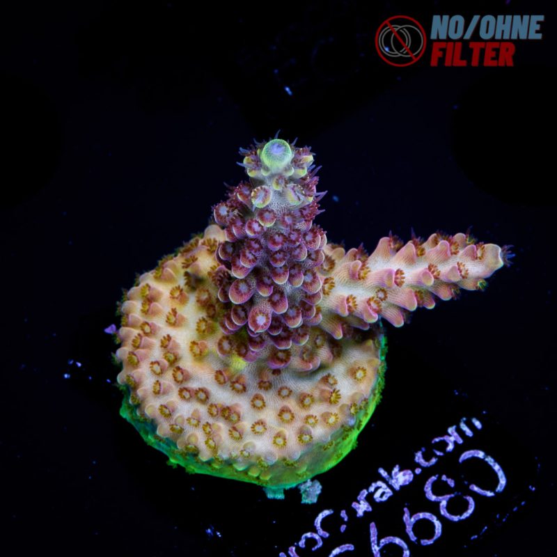 EC Rainbow Twizzler Acro