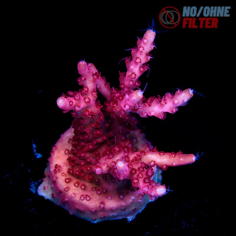 EC Red Diablo Acro