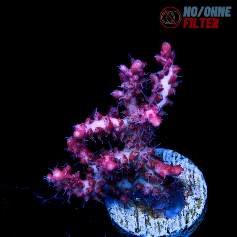 EC Pinky The Bear Acro