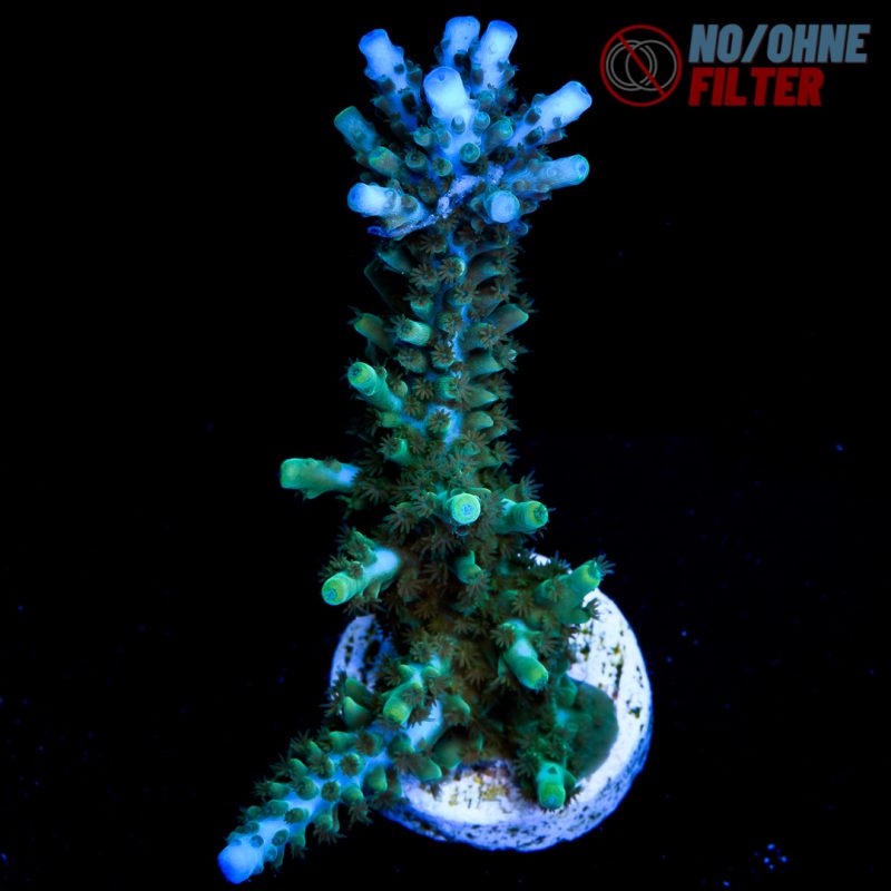 EC IceQueen Acro