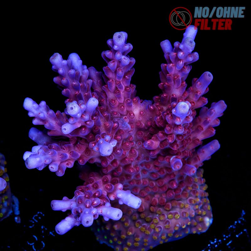 EC Purple Paletta Acro XL