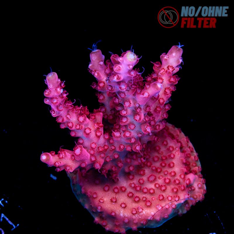 EC Red Diablo Acro