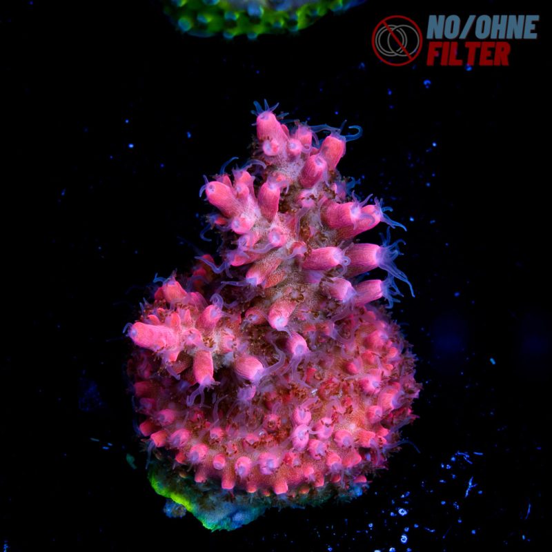 EC Hippie Juice Acro