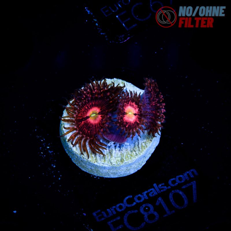 EC Playboy Bunny Zoa