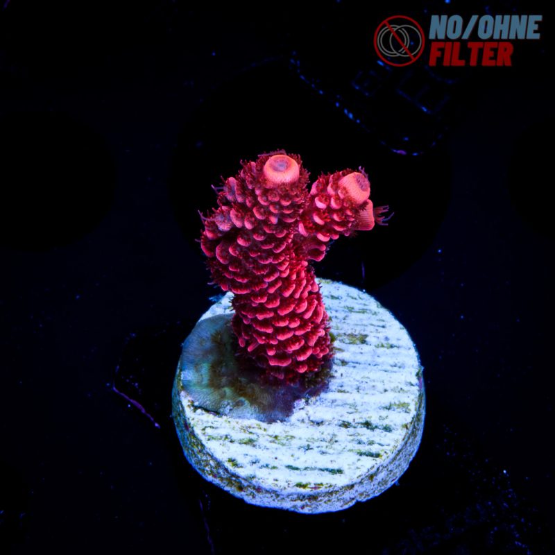EC Blood Red Mille