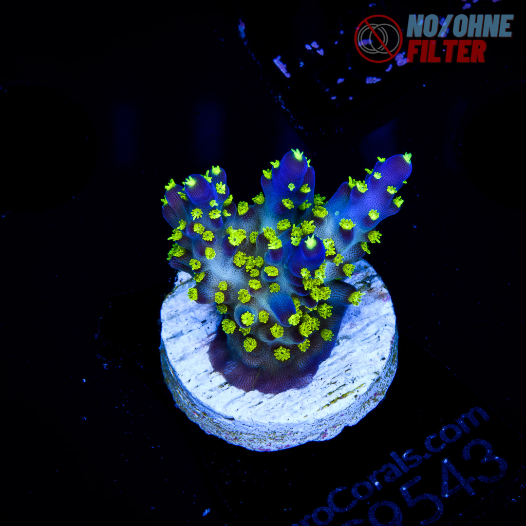 EC Blueberry Fields Acro Euro Corals