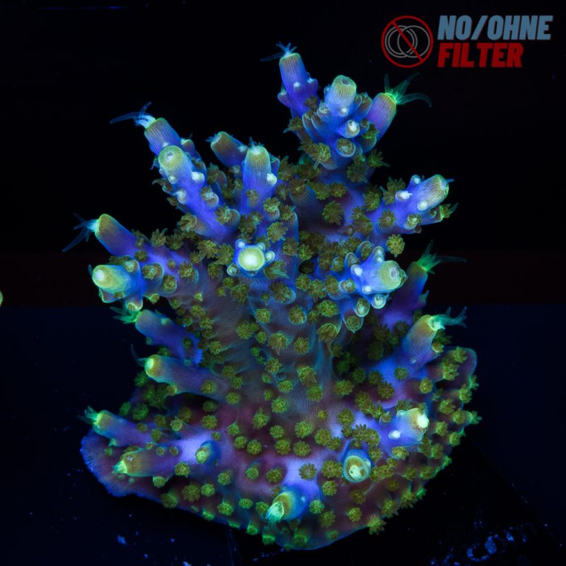 EC Intergalactic Acro