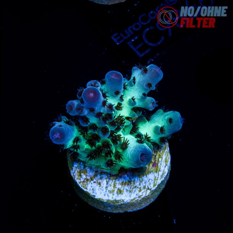 EC Cookie Monster Acro