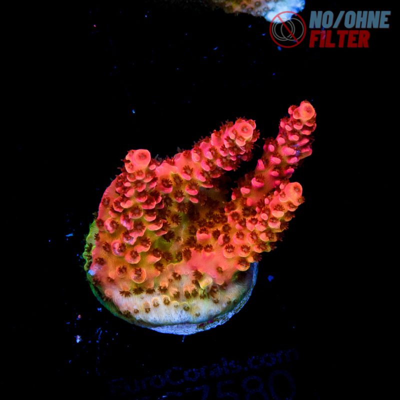EC Freaky Rainbow Table Acro
