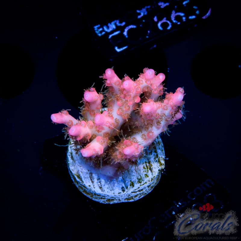 EC Original Vivid Confetti Acro NEW