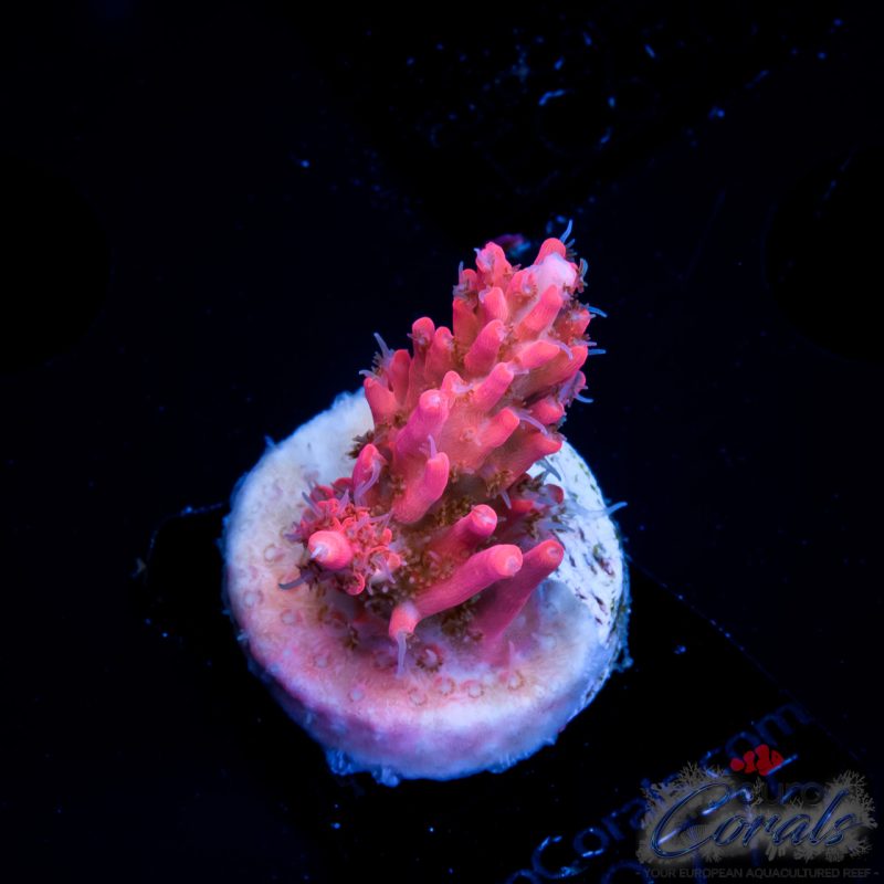 EC Hippie Juice Acro