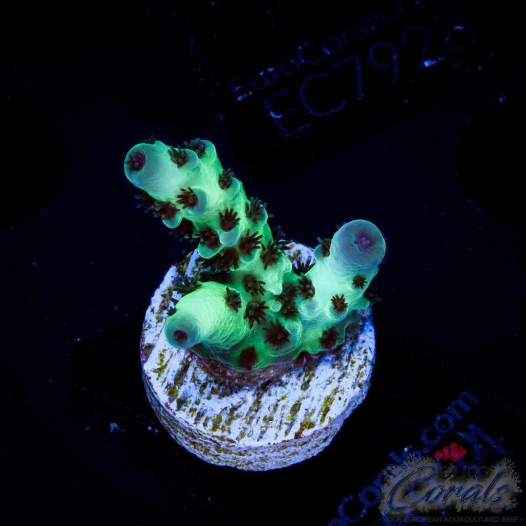 EC Cookie Monster Acro