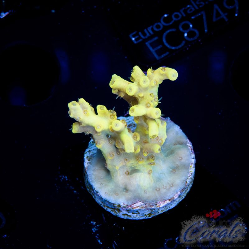 EC Golden Dust Acro
