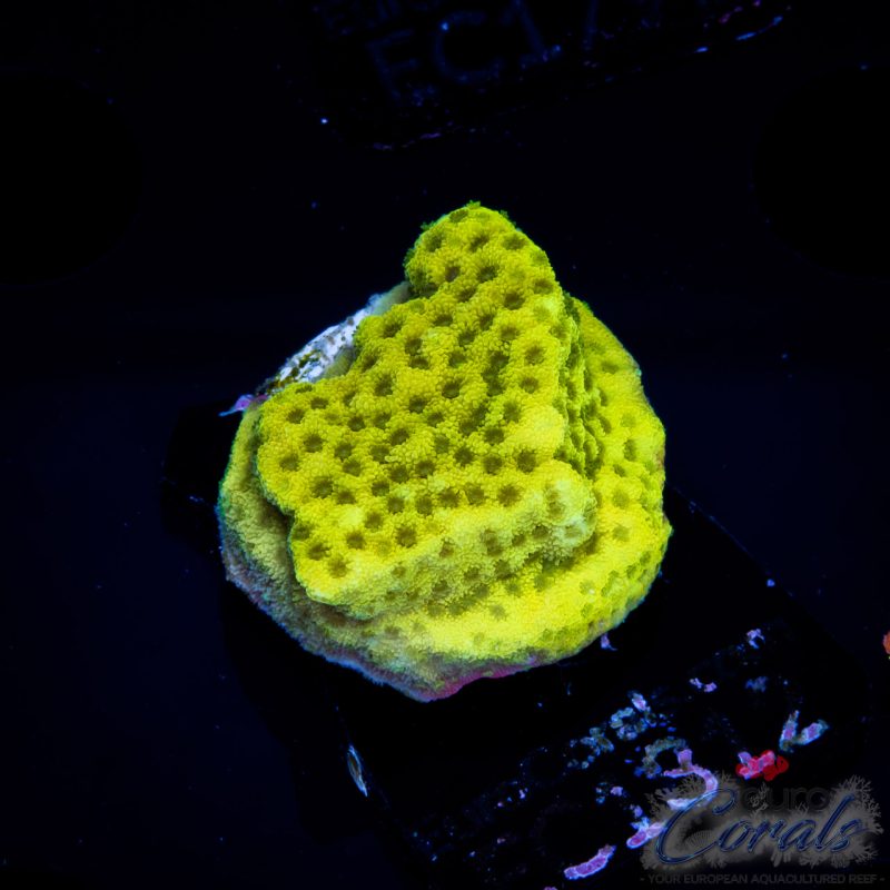 EC Frog Skin Monti