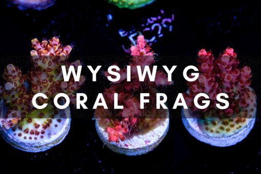 WYSIWYG Cultured Corals