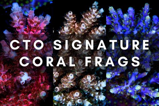 Cut-To-Order Signature Corals