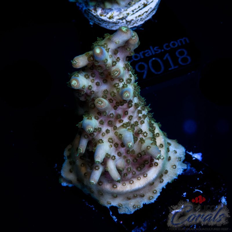 EC 500$ Efflow Acro