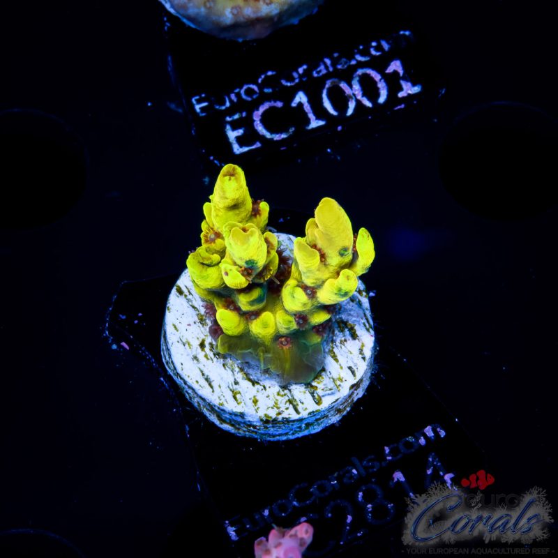EC Bumblebee Acro