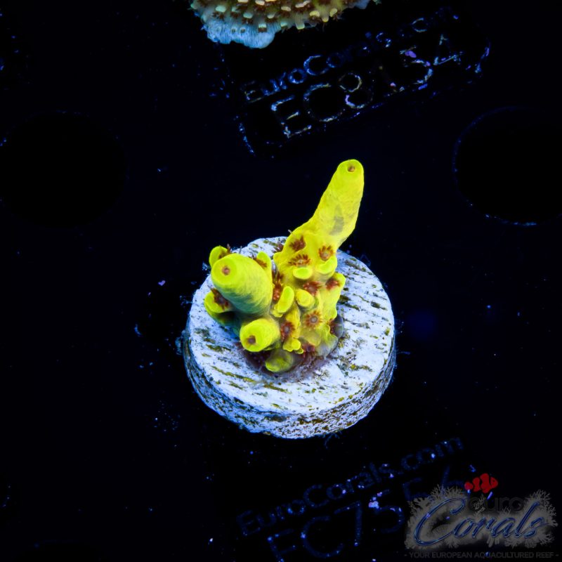 EC Bumblebee Acro