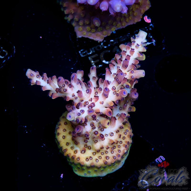 EC Rainbow Alebrije Acro NEW